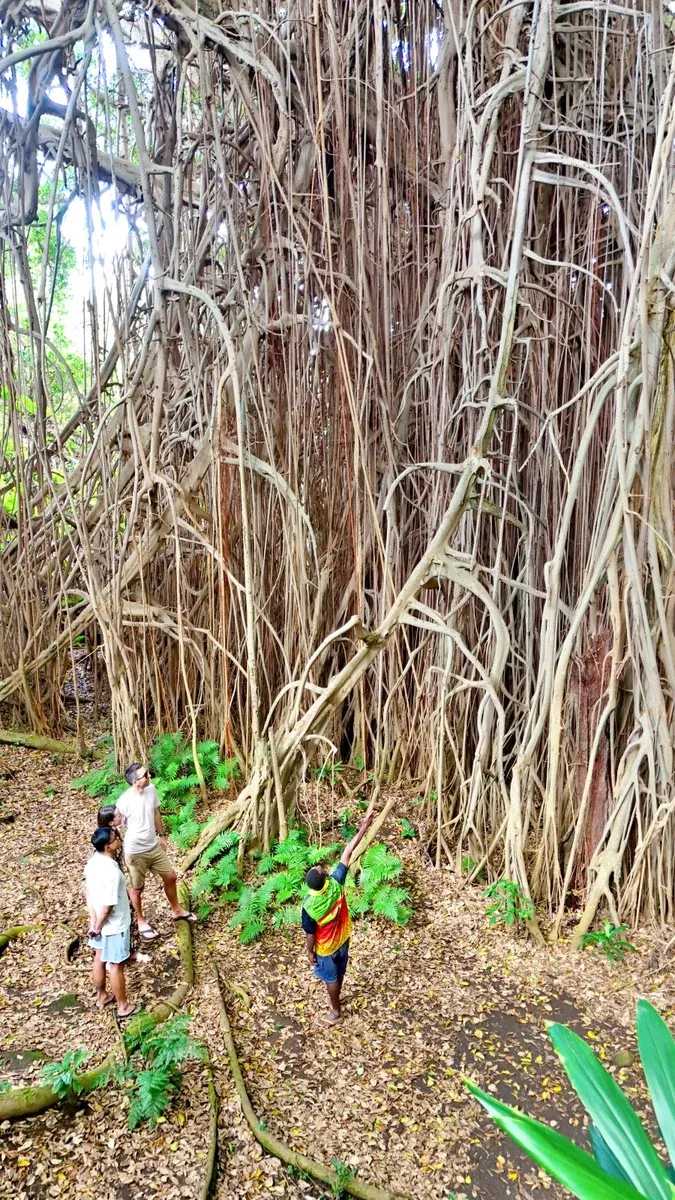 Tanna Giant Banyan Tree Landscape (3) SEB CREDIT VanuatuPocketGuide.com