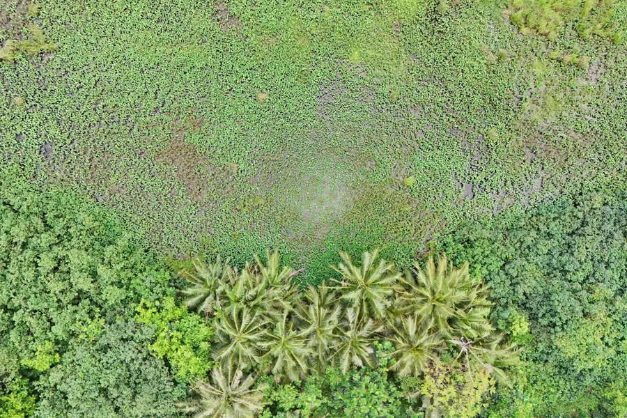 Taufusi Wetland Olosega Swamp CREDIT AmericanSamoaPocketGuide.com