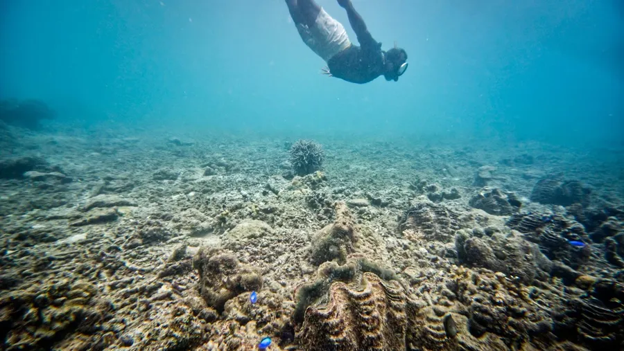 Tenstick Giant Clam Snorkelling 2 CREDIT VanuatuPocketGuide.com