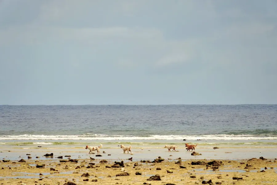 The Spoon Landscape Phone Network Reef Walk Dogs (4) SEB CREDIT MarshallIslandsPocketGuide.com