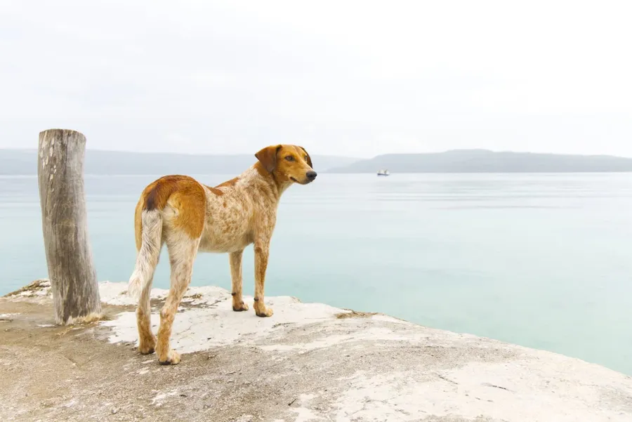 Tranquillity Island Day Trip Dog CREDIT VanuatuPocketGuide.com