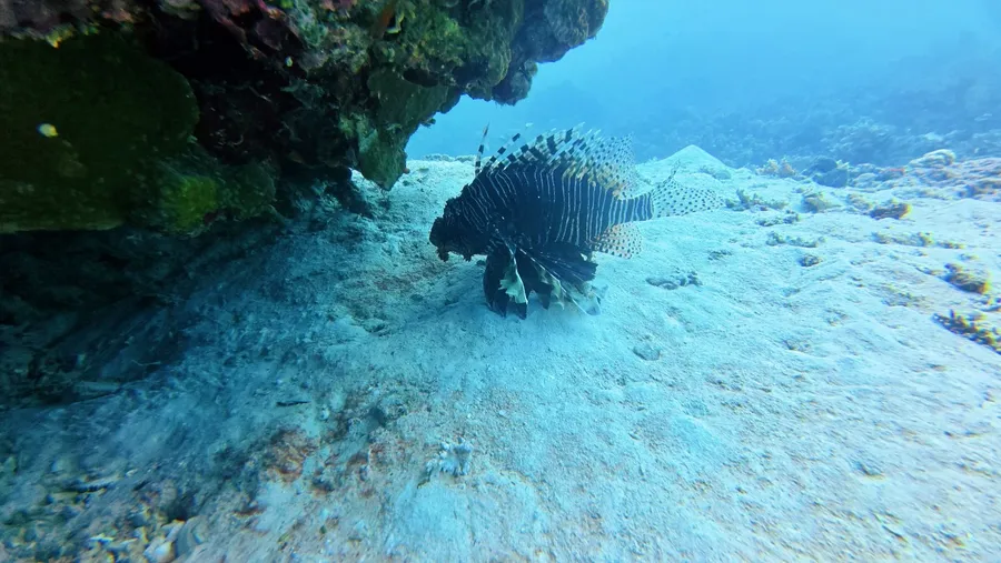 Tranquillity Scuba Dive Landscapes (10) U CREDIT VanuatuPocketGuide.com