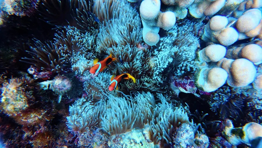 Tranquillity Scuba Dive Landscapes (3) U CREDIT VanuatuPocketGuide.com