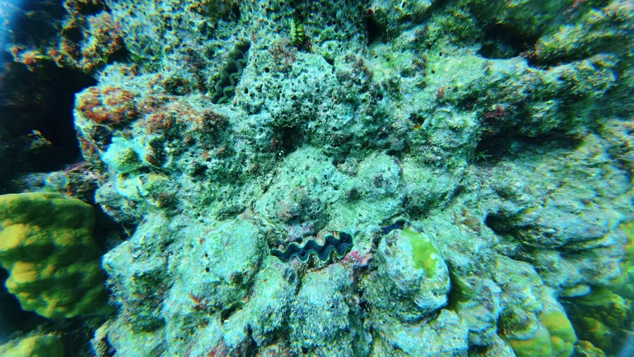 Tranquillity Scuba Dive Landscapes (6) U CREDIT VanuatuPocketGuide.com