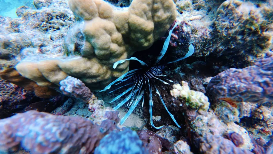 Tranquillity Scuba Dive Landscapes (9) U CREDIT VanuatuPocketGuide.com