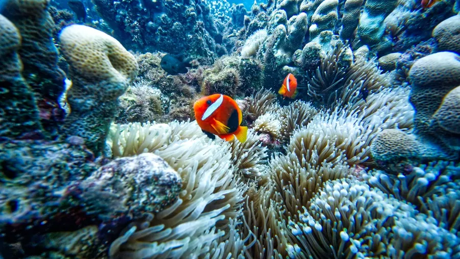 Tranquillity Scuba Dive Landscapes Clown Fish CREDIT VanuatuPocketGuide.com