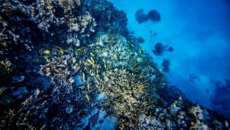 Turtle Hole Snorkel Coral Fish (1) CREDIT WallisandFutunaPocketGuide.com