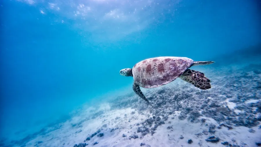 Turtle Port Olry (4) CREDIT VanuatuPocketGuide.com