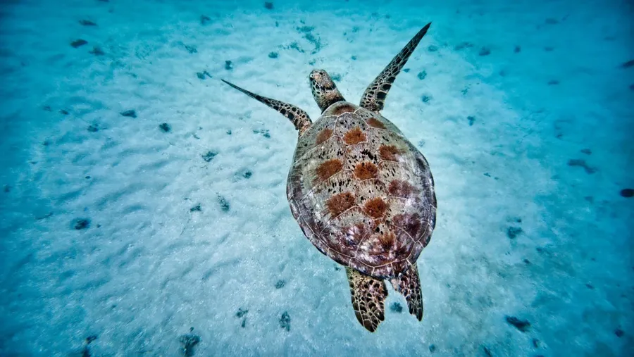 Turtle Port Olry (5) CREDIT VanuatuPocketGuide.com