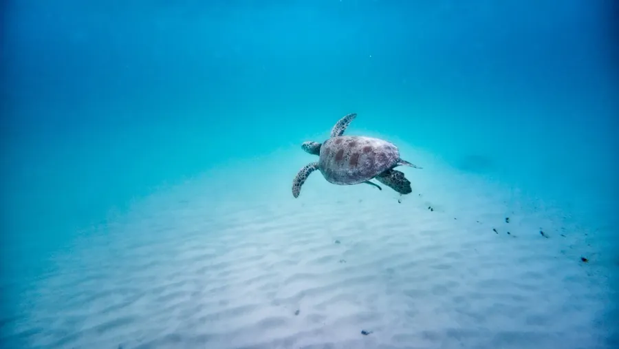 Turtle Wildlife Port Olry CREDIT VanuatuPocketGuide.com