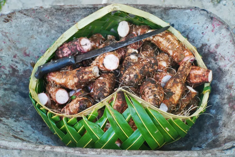 Umu Taro Food Traditional Culture CREDIT AmericanSamoaPocketGuide.com