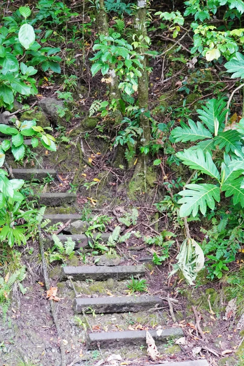 Upper Sauma Ridge Trail national park CREDIT AmericanSamoaPocketGuide.com