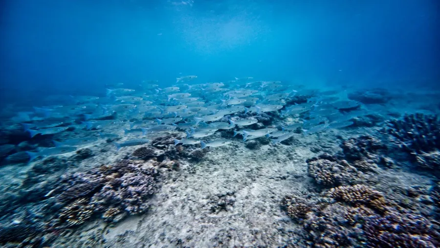 Vele Beach and Snorkel Couple (2) CREDIT WallisandFutunaPocketGuide.com