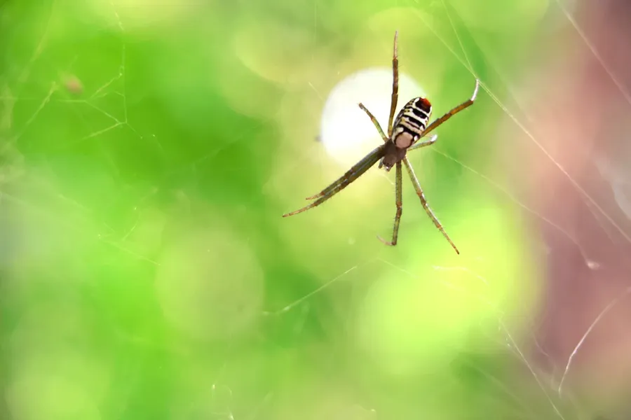 Wala Island Historical Tour Spider Wildlife CUNL CREDIT VanuatuPocketGuide.com