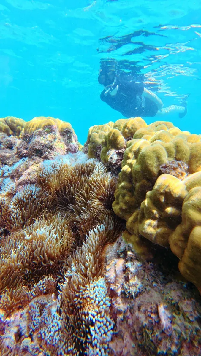 Wala Island Snorkelling Swimming Malekula (2) U CREDIT VanuatuPocketGuide.com