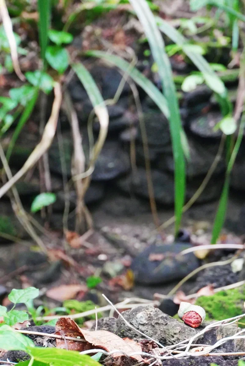 Well Saua Historical Crab CREDIT AmericanSamoaPocketGuide.com