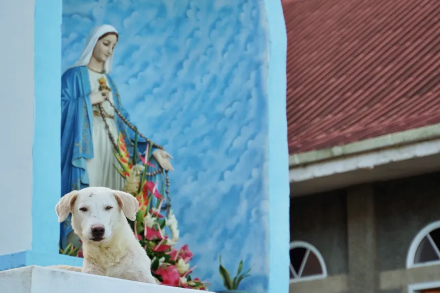 West Coast Church Dog Animal Wildlife CREDIT AmericanSamoaPocketGuide.com