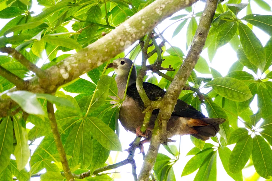 Wildlife Bird Pigeon 1