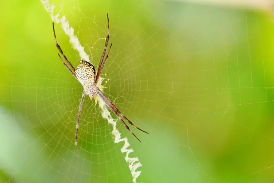 Wildlife Spider SEB CREDIT MarshallIslandsPocketGuide.com
