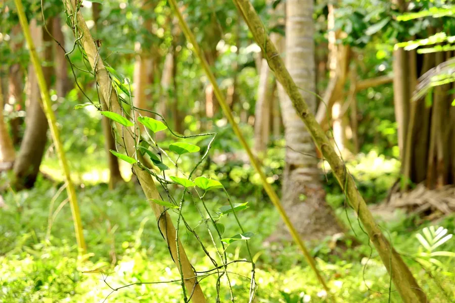 Yam SEB CREDIT VanuatuPocketGuide.com