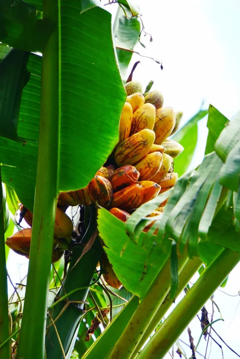 Yellow Bananas Sau'ua Fruit CREDIT AmericanSamoaPocketGuide.com