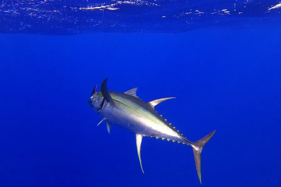 Yellowfin Tuna Fishing Underwater