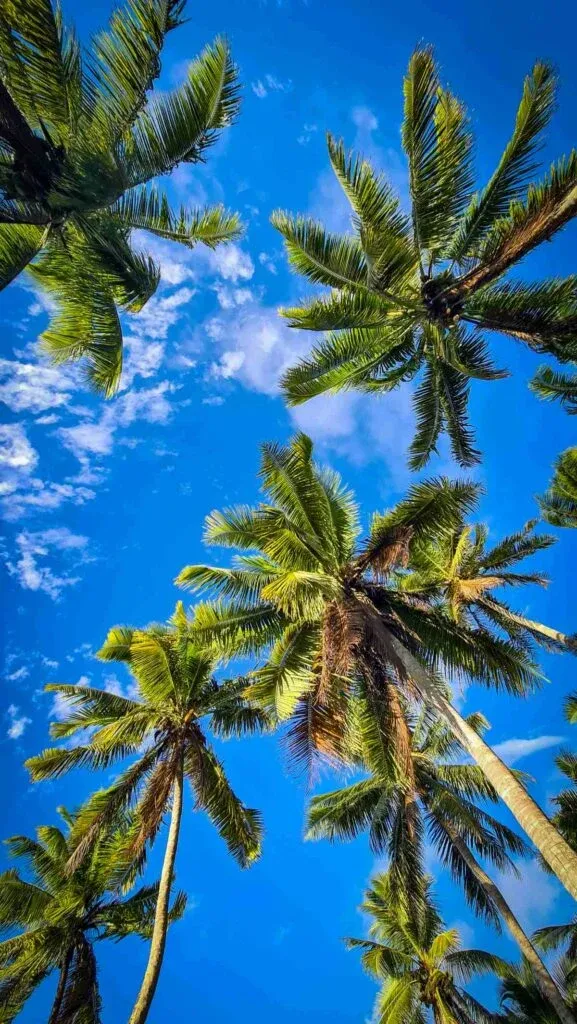 15 Best Things to Do on Mauke