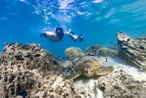 7 Best Turtle Swimming Tours in Rarotonga & the Cook Islands [2023]