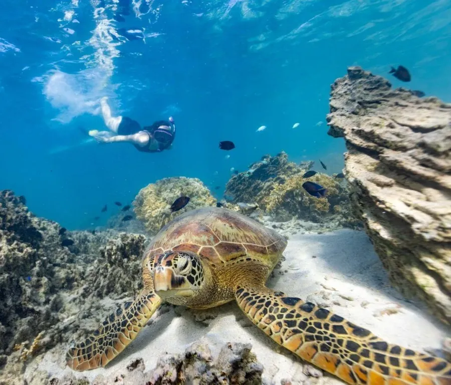 20 Animals & Birds in Rarotonga & the Cook Islands ????
