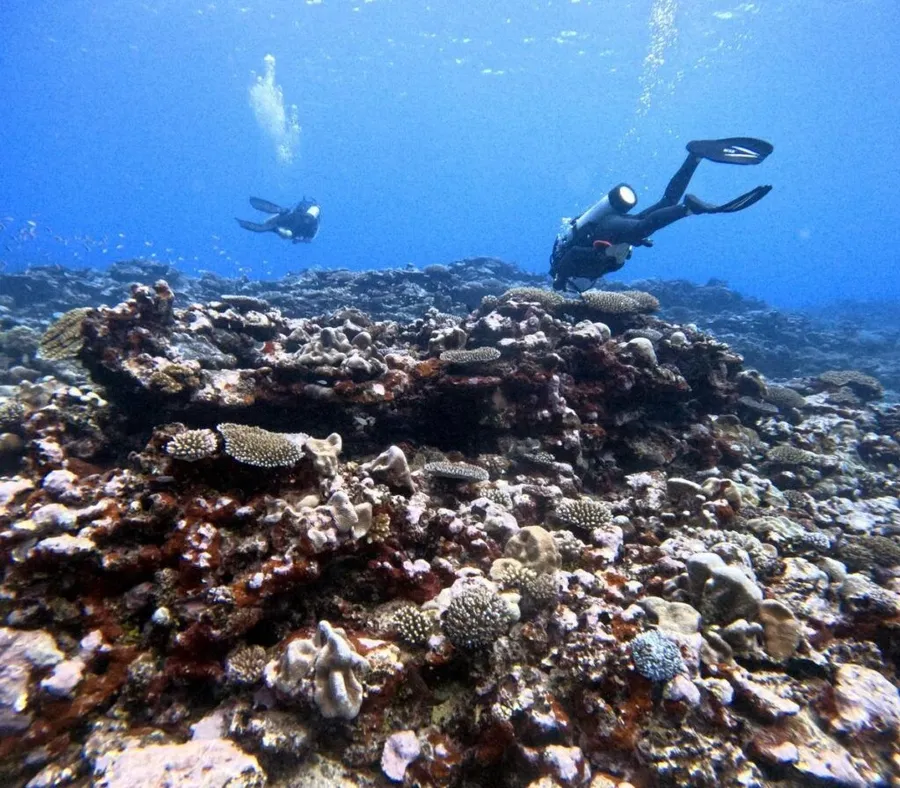 5 Best Dive Shops & Operators in Rarotonga & the Cook Islands