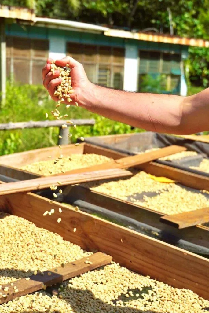 The Food Guide to Atiu: Places to Eat & Food Tours