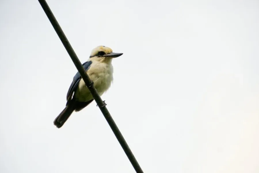 7 Best Places for Bird Watching in Rarotonga & the Cook Islands 🦜