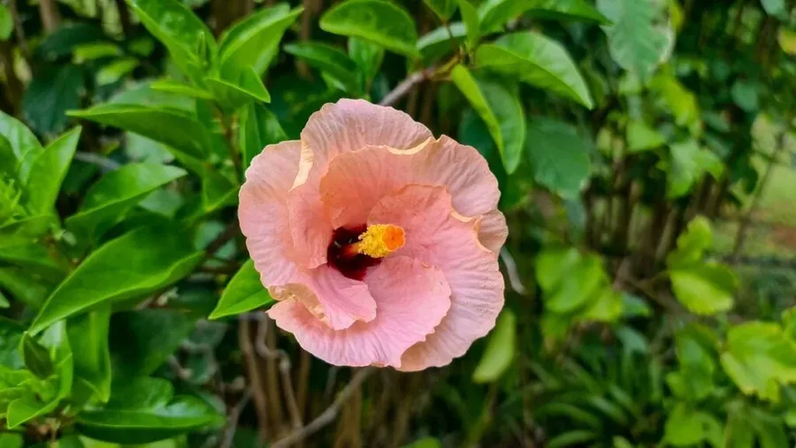 The Complete Travel Guide to Mangaia