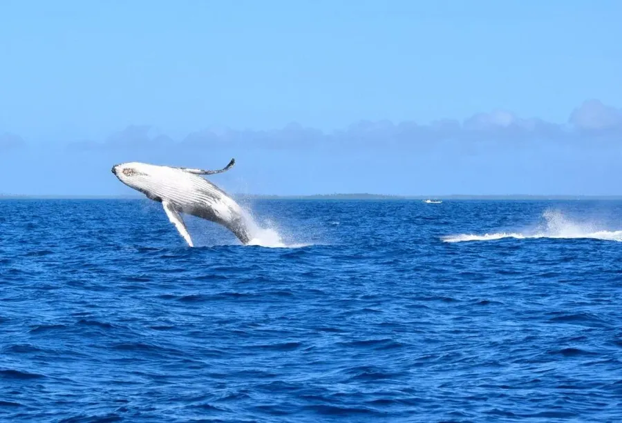 20 Best Things to Do on Aitutaki ???? [2023]