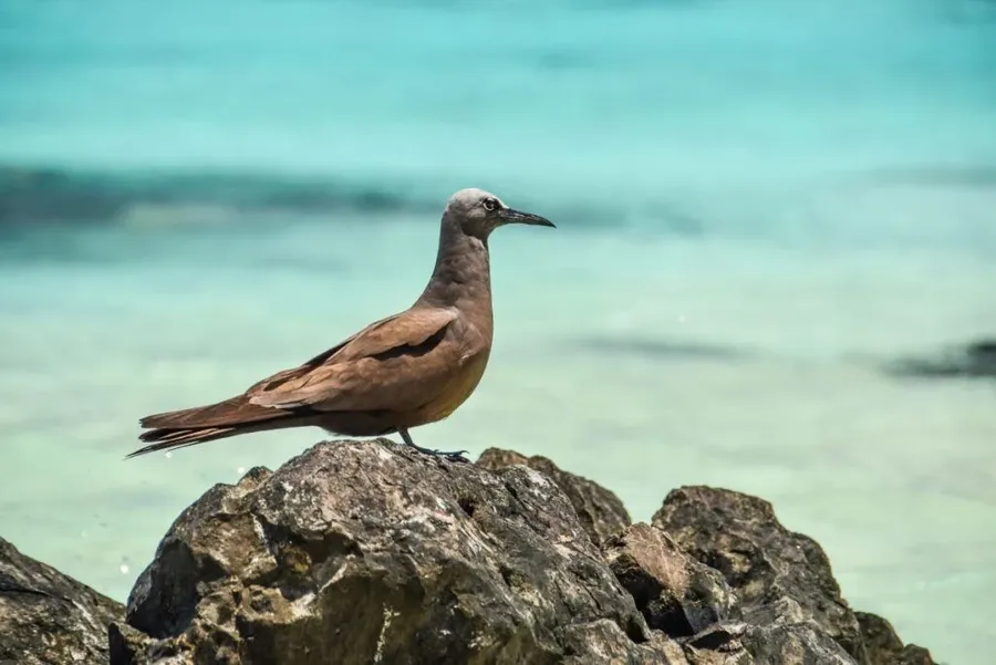 The Complete Travel Guide to the Southern Cook Islands ????