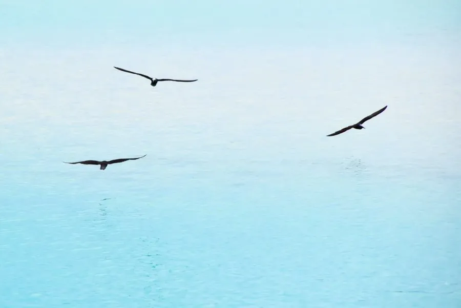 7 Best Places for Bird Watching in Rarotonga & the Cook Islands 🦜