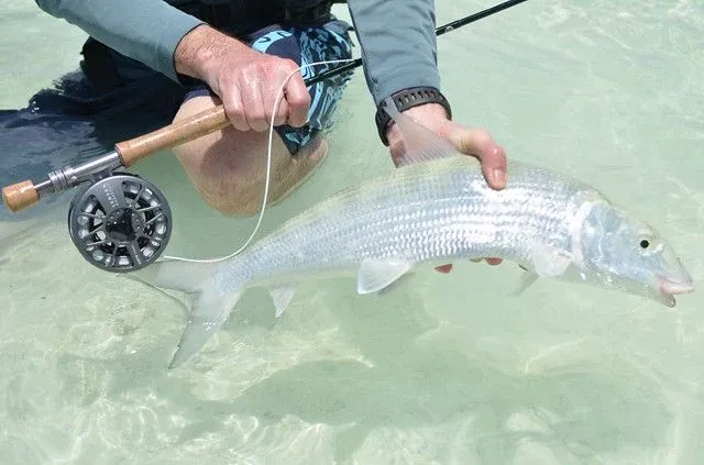 Fishing in the Cook Islands: The Types of Fish in Rarotonga & the Cook Islands