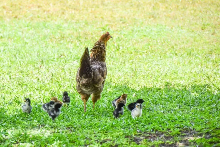 10 Animals & Birds in Rarotonga & the Cook Islands ????