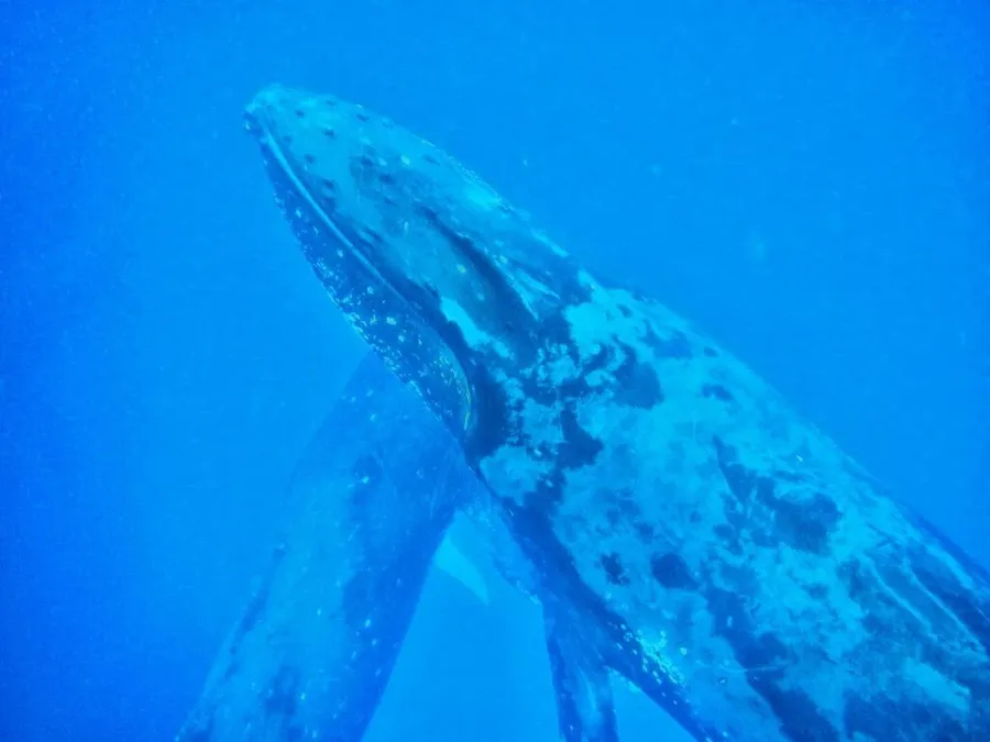 7 Best Whale Watching (& Swimming) Tours in the Cook Islands ????