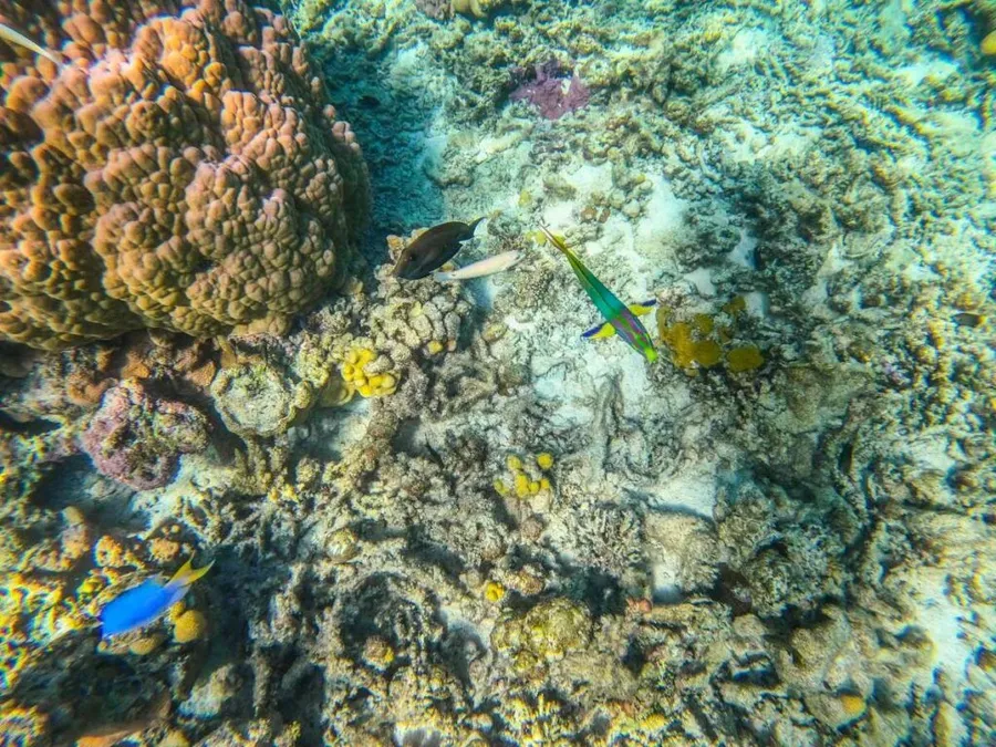 6 Best Snorkelling Tours in Rarotonga