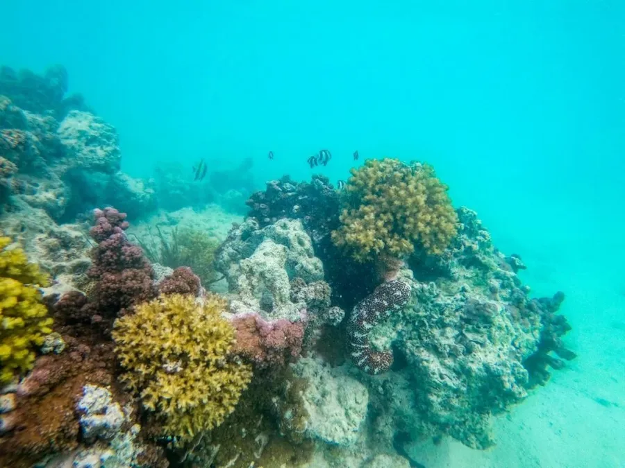 The Best Scuba Diving in Aitutaki: Top 20 Places to Scuba Dive