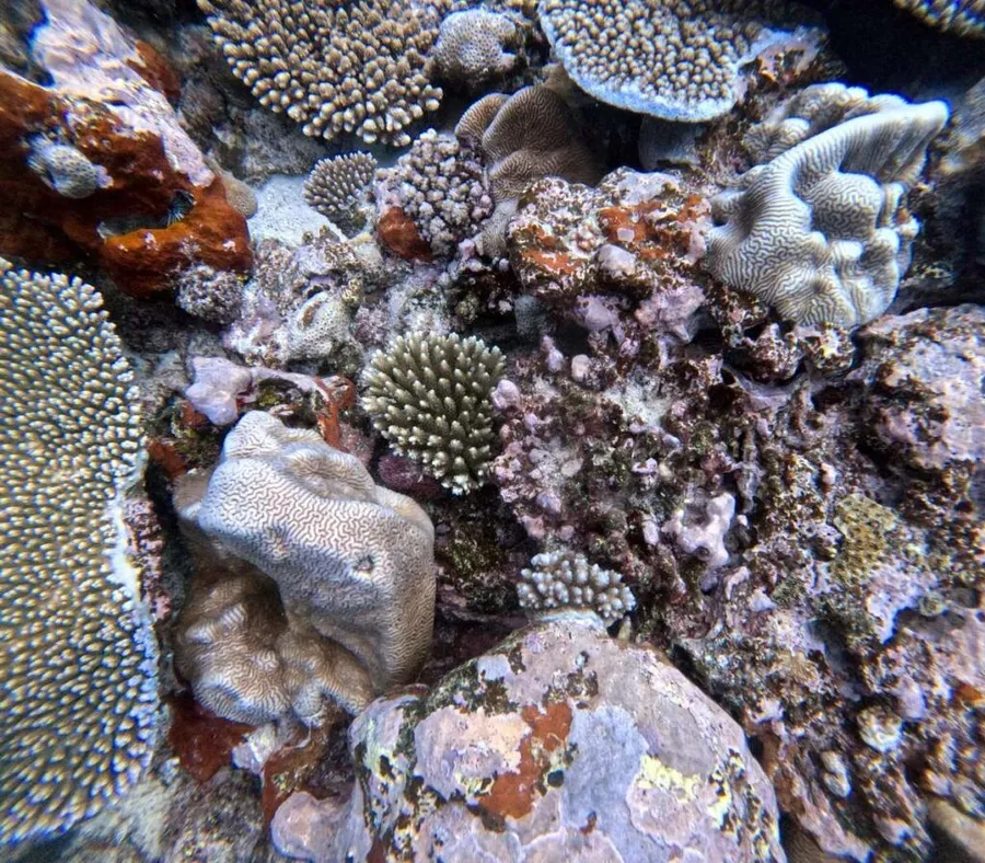 The Best Scuba Diving in Rarotonga: Top 25 Places to Scuba Dive