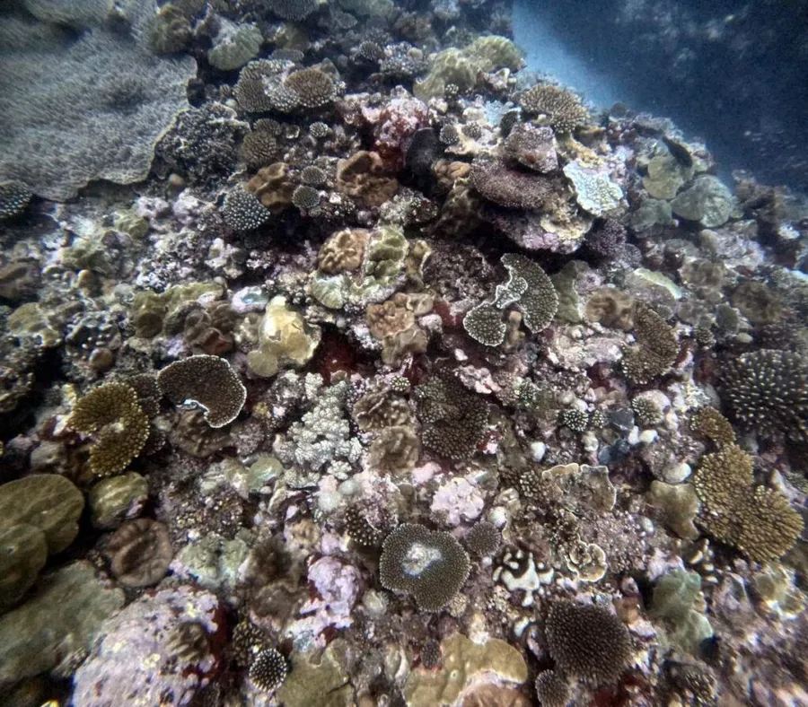 The Best Scuba Diving in the Cook Islands: Top 10 Places to Scuba Dive