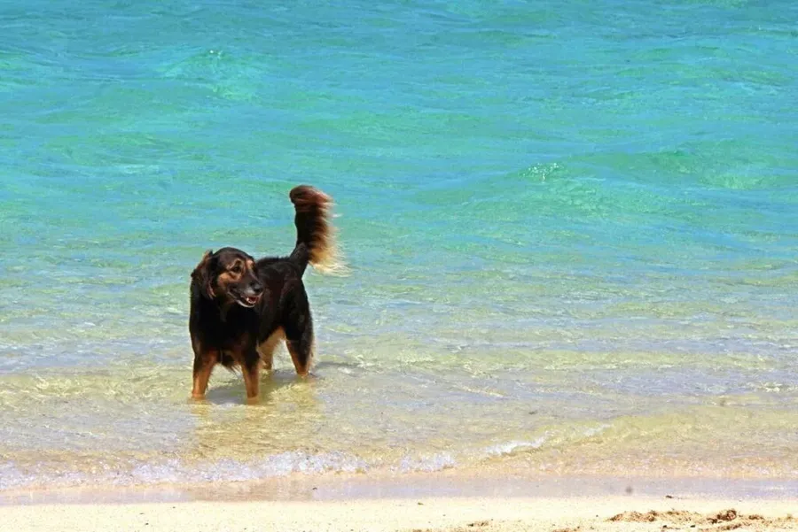31 Things to Do on Rarotonga with Kids 👪 [2025]