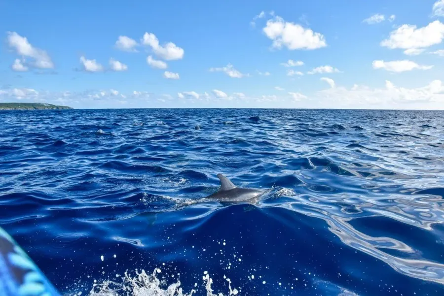 Dolphins in the Cook Islands: The Best Time to See Dolphins in Rarotonga