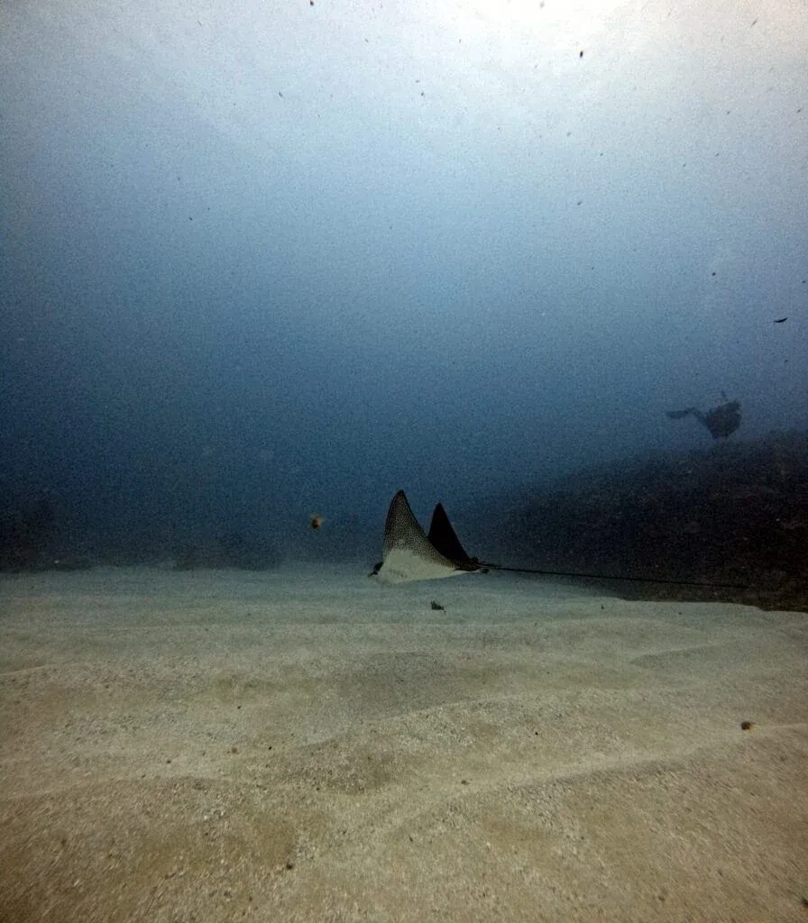 The Best Scuba Diving in Rarotonga: Top 25 Places to Scuba Dive