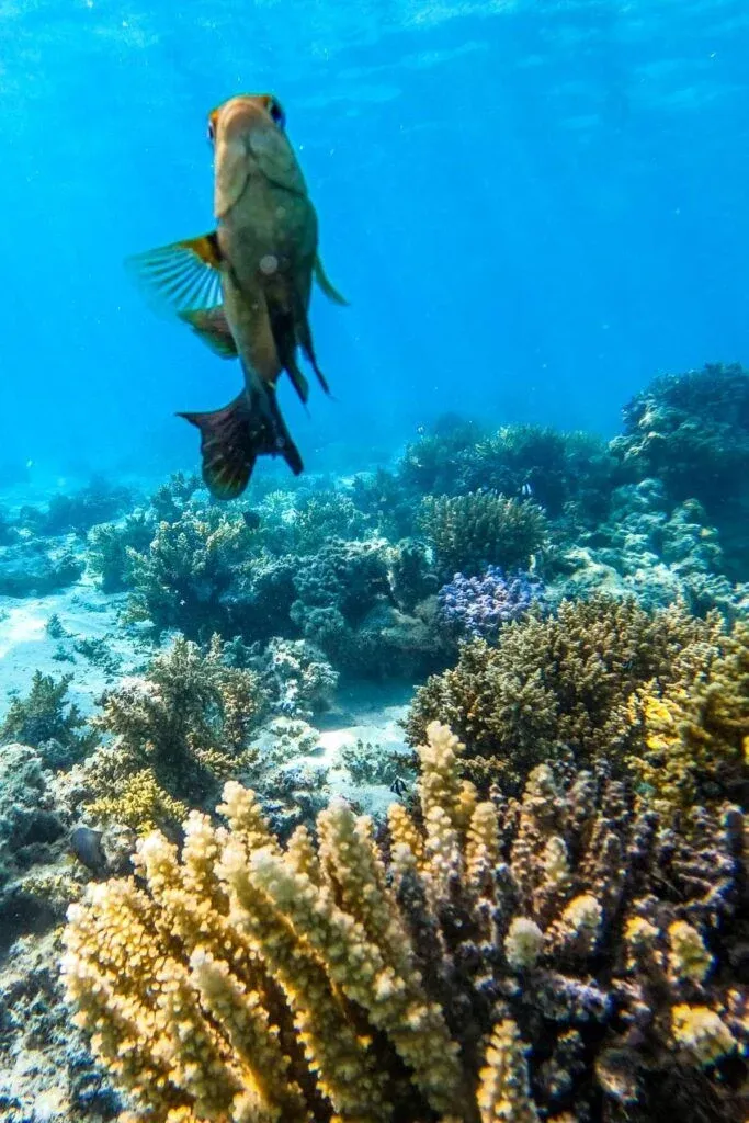Fish Coral Snorkel 1 Kutekute MUST CREDIT LINK CookIslandsPocketGuide.com 683x1024