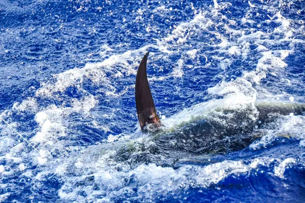 Fishing in the Cook Islands: The Types of Fish in Rarotonga & the Cook Islands