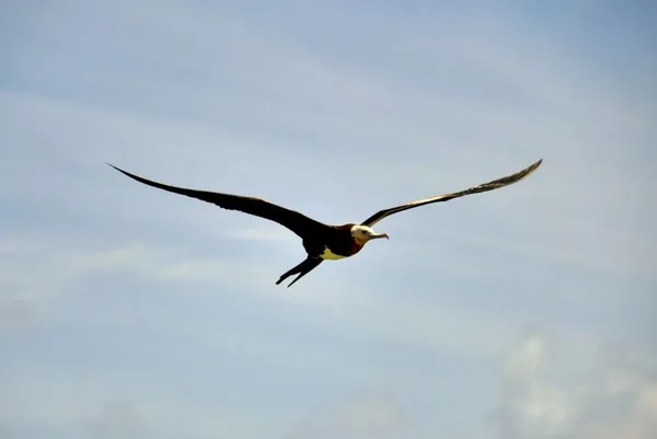 Wildlife in the Cook Islands: Animals in the Cook Islands & Where to See Them