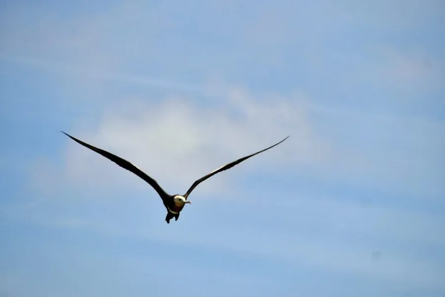7 Best Places for Bird Watching in Rarotonga & the Cook Islands 🦜